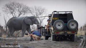 An elephant passing behind a car of photographers